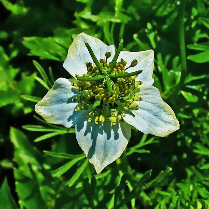 Kerti katicavirág - Egri fehér, Nigella sativa, fűszernövény, fűszer
